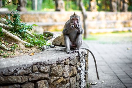A long-tailed macaque monkey sat on a wall eating at the monkey forest in Ubud, Bali, Indonesia