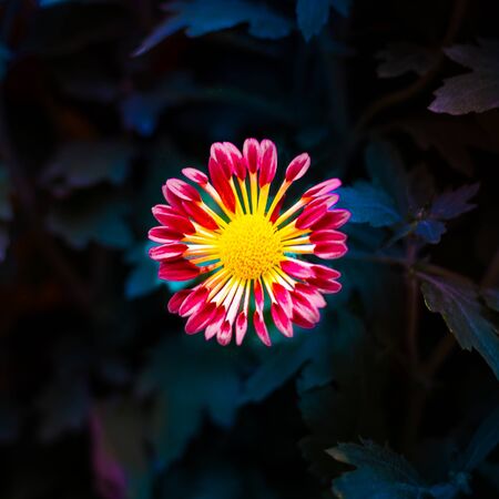 Closeup of an exotic pink and yellow flower found in tropical countries with a dark green leafy backgroundの写真素材