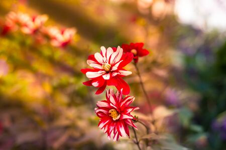 Red and White Dahlia Jamaica flowers, also known as Dahlia or Decorative Dahlia flowersの写真素材