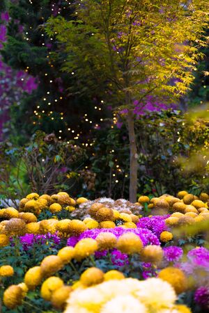 Yellow and purple Chrysanthemum flowers, also known as mums or chrysanths, with a tree and creative fairy lights in the backgroundの写真素材