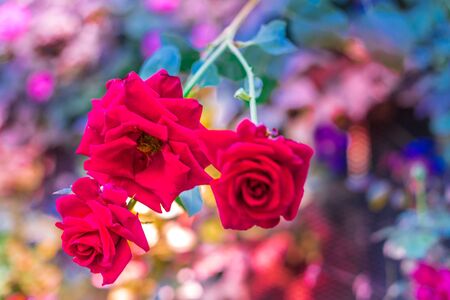Small bunch of three red roses, scientifically known as Rosa rubiginosa, with a blurry colourful backgroundの写真素材