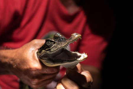 Closeup of a Brazilian man holding a young hatchling caiman crocodile around the neck with it's jaws...