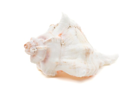 Beautiful sea shell close up over white backgroundの写真素材