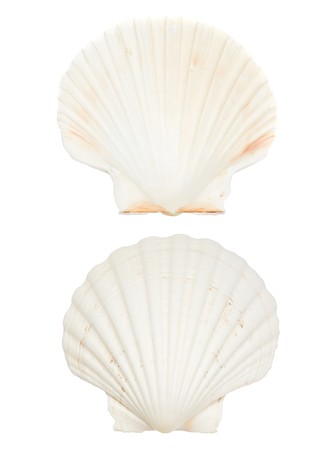 Large beautiful sea shell front and back isolated on white backgroundの写真素材