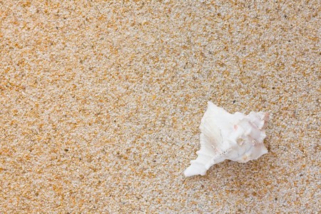 Beautiful white sea shell on sand background