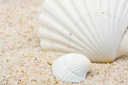 Two beautiful sea shells close up on sand background