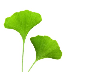 Ginkgo biloba leaves isolated on white backgroundの写真素材