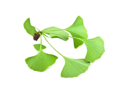 Ginkgo biloba leaves isolated on white backgroundの写真素材