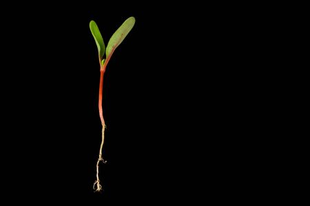 Single seedling with roots isolated on black background