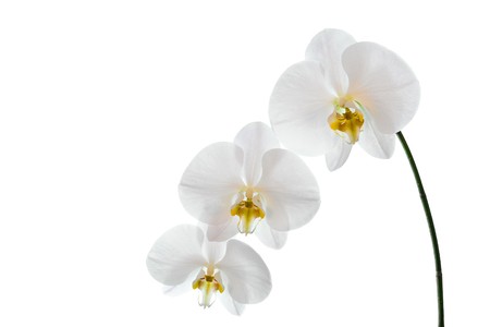 Beautiful white phalaenopsis orchid isolated on white backgroundの写真素材