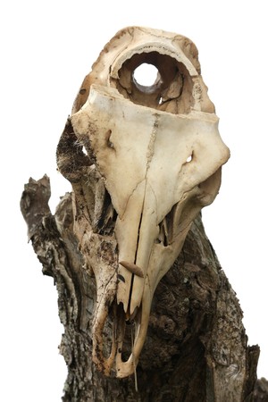 Goat or sheep skull on wooden pole isolated on white backgroundの写真素材