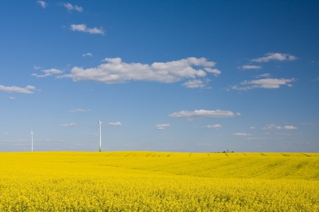 Rape field with windmills in the distance and blue skyの写真素材