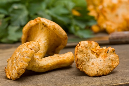 Freshly picked organic chanterelles on wooden boardの写真素材