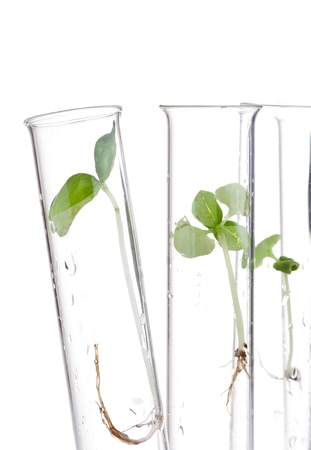 Plant seedling specimen in test tubes over isolated on white backgroundの写真素材