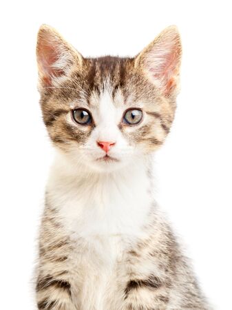 Young domestic kitten portrait over white backgroundの写真素材