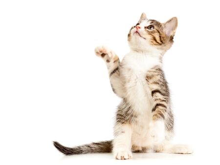 Young domestic kitten portrait over white backgroundの写真素材
