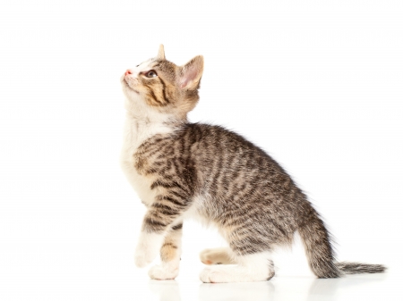 Young domestic kitten portrait over white backgroundの写真素材