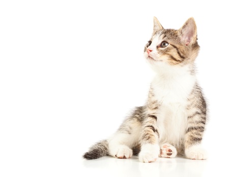 Young domestic kitten portrait over white backgroundの写真素材