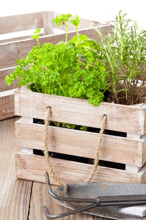 Fresh organic potted herbs in wooden crate on table with gardening toolsの写真素材