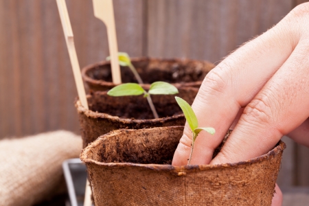 Gardening: Man separating seedlings into planting potsの写真素材