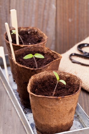 Gardening: Separated seedlings in planting pots on wooden tableの写真素材