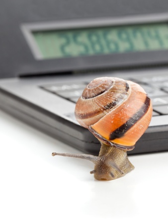 Snail on calculator over white background - slow business or finance conceptの写真素材