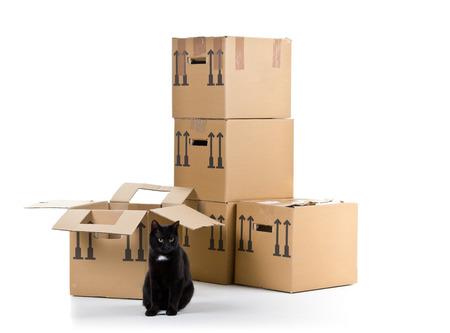 Black cat with stacked moving carton boxes over white backgroundの写真素材