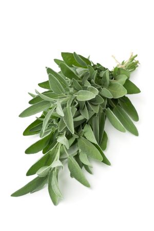 Single fresh harvested organic bundle of sage twigs over white backgroundの写真素材