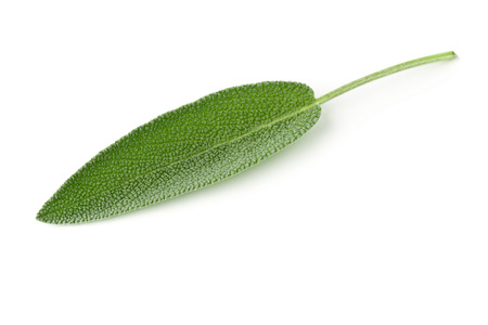 Fresh, organic sage leaf over white backgroundの写真素材