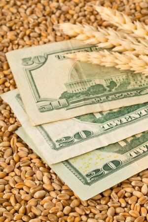 Dollar banknotes on wheat kernel background with wheat ears - wheat cost or prize concept, selective focusの写真素材
