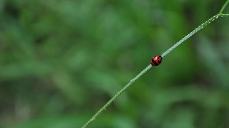 Closeup of a ladybug on the branch