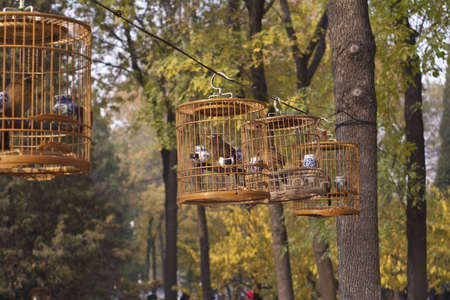 birdcage in the forest, morning at china beijingの写真素材