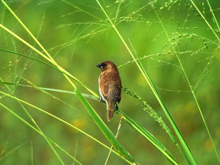 Bird resting on stalk, Singapore            の写真素材