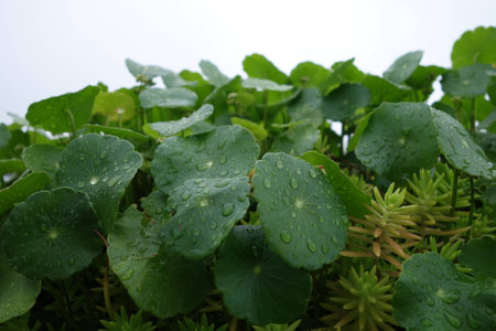 Morning dew on leaves