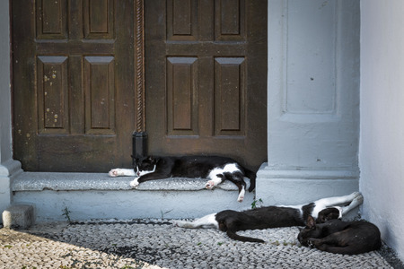 Three cats sleeping on steps just outside a rustic wooden doorの写真素材