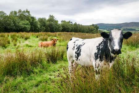 This is a picture of cows in a field in Donegal Ireland in the Summerの写真素材