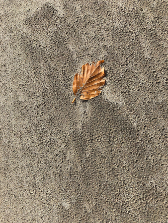 Single brown leaf on a sandy beachの写真素材