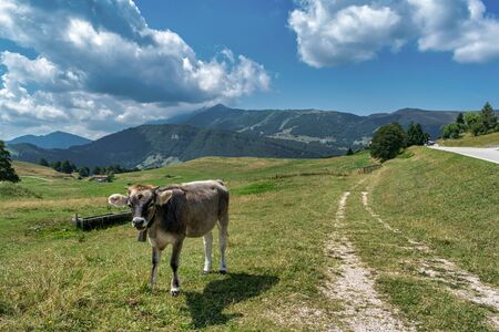 Cow in a Alpin meadow in Italyの写真素材