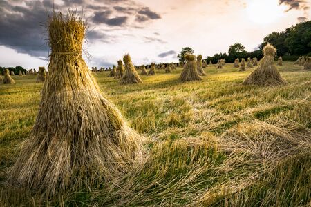 This is a field in Ireland with traditional haystacks