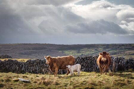 Two cows and a calf in a remote field in Ireland with stone wallsの写真素材
