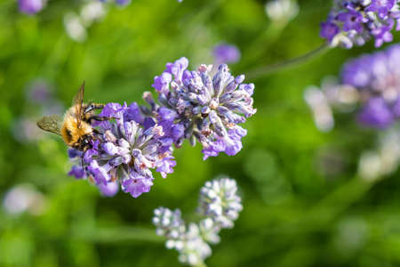 Honey Bee taking nectar from a Lavender flower and pollinating it