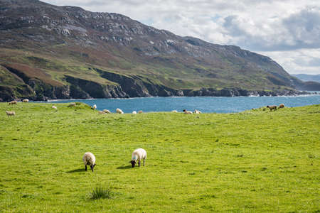 A herd of sheep grazing in a field on the wild coast of County Donegal in Irelandの写真素材