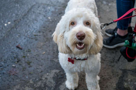 White labradoodle dog looking at the camera on a walk