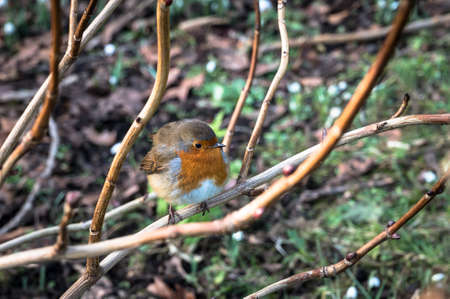 Red Robin Perching on a Branch in Ireland
