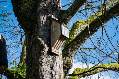 Wooden Bat house attached to a tree in Irelandの写真素材