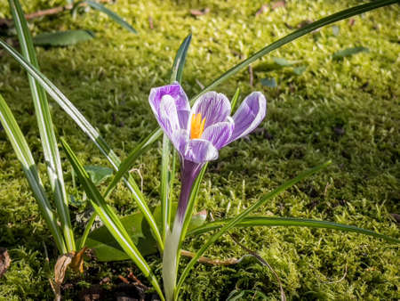 Purple Crocus blooming in spring in Ireland
