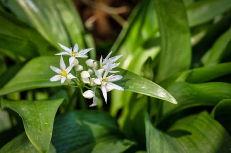 Wild Garlic growing on a woodland floor in early spring in Ireland
