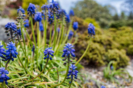 Muscari is a genus of perennial bulbous plants native to Eurasiaの写真素材