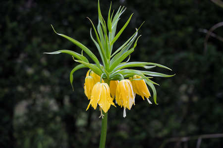 Yellow Crown Imperial flower also known as mperial fritillary or Kaiser's crownの写真素材