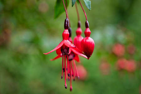 Close up image of Fuchsia Flowers in a graden on Ireland